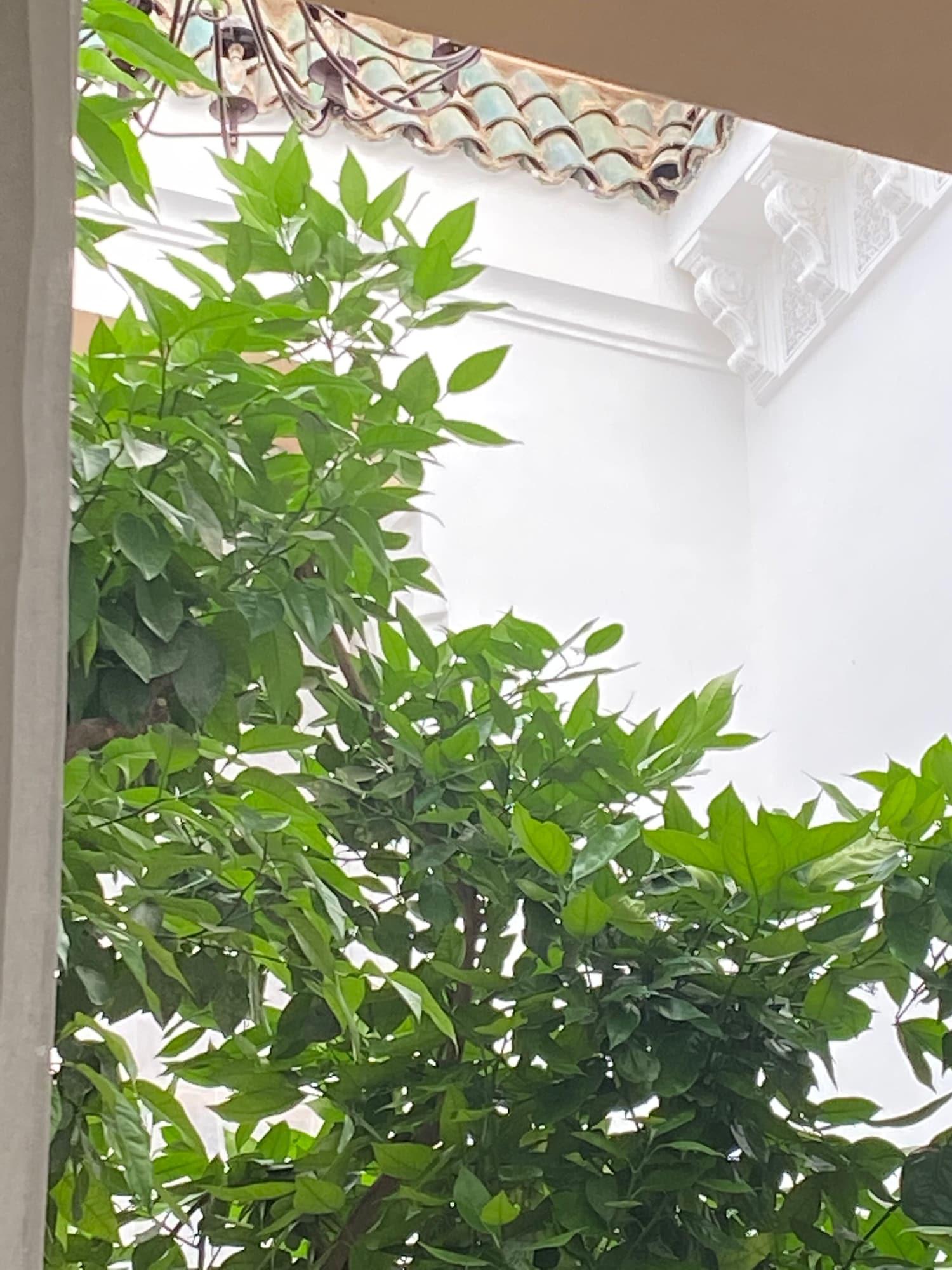 Riad Les Orangers D'alilia Marrakesh Bagian luar foto